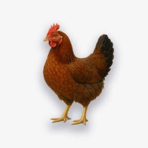 Poule Peyi